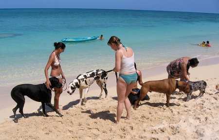 Aumentano Di Poco Le Spiagge Per Cani Ma Diminuiscono I