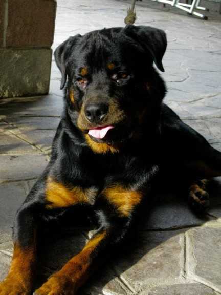 rottweiler-giulia calcaterra-432x576