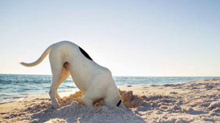 A Lido Di Classe Esiste Una Spiaggia Dedicata Ai Cani